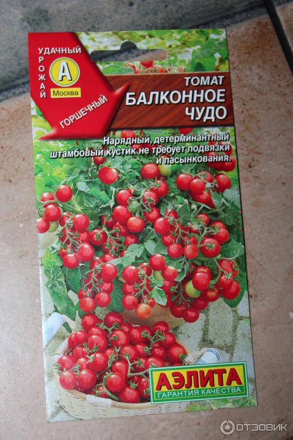 Балконное чудо помидоры: описание, характеристики и советы по выращиванию в домашних условиях (125 фото и видео)
