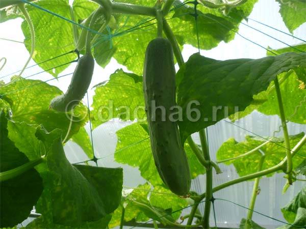 Нужно ли обрывать усы у огурцов