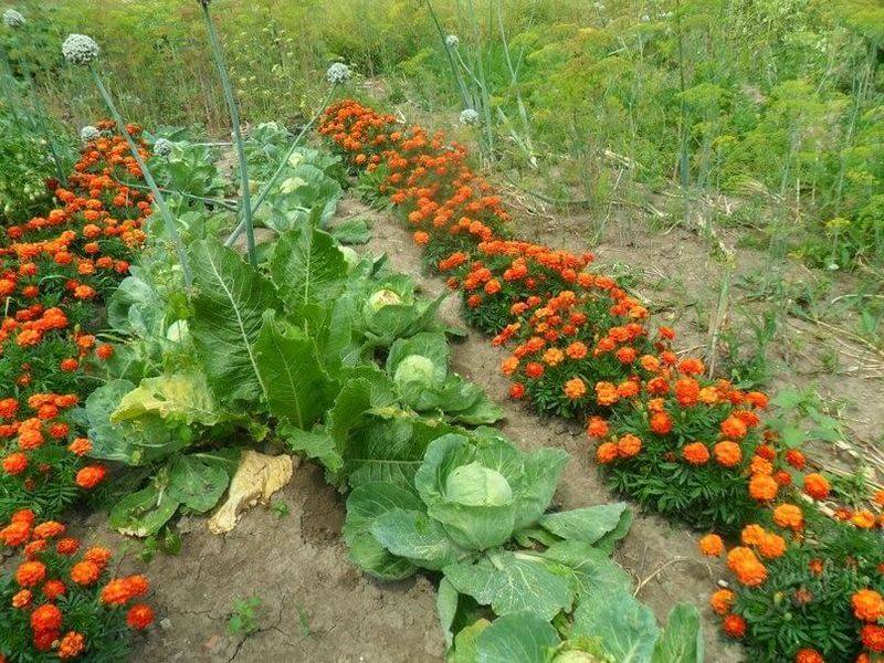 О совместной посадке тыквы с кабачками: с какими овощами можно посадить