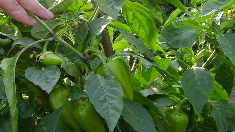 Болгарские перцы долго не краснеют что делать народные рецепты + советы, условия, что делать
