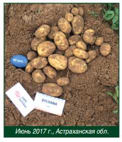 Картофель волант: описание сорта, фото и отзывы кто сажал, характеристика, вкусовые качества