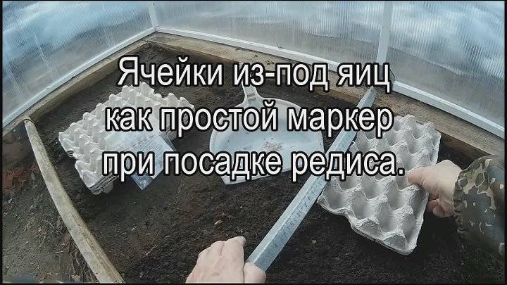 Посадка моркови в ячейки из-под яиц