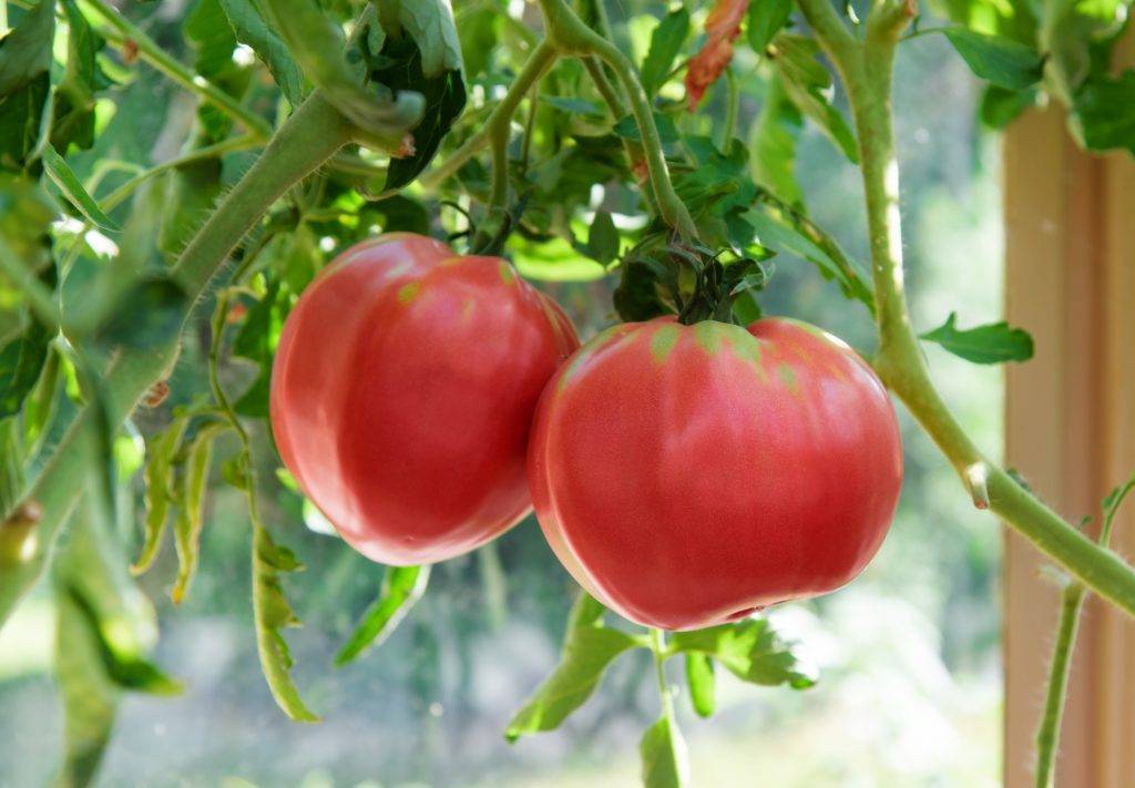 Помидоры розовый гигант (малиновый гигант): описание сорта томата, характеристика, выращивание, фото и видео