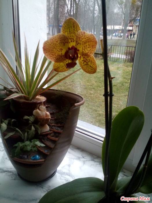 10 солнечных орхидей: обзор популярных сортов желтого цвета