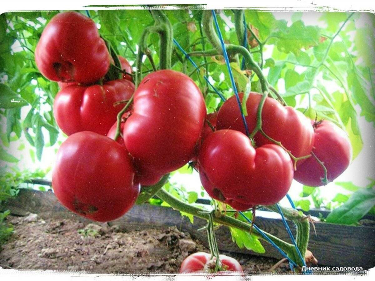 Красивый сорт с неповторимым ароматом — томат розовый вкус f1: полное описание помидоров