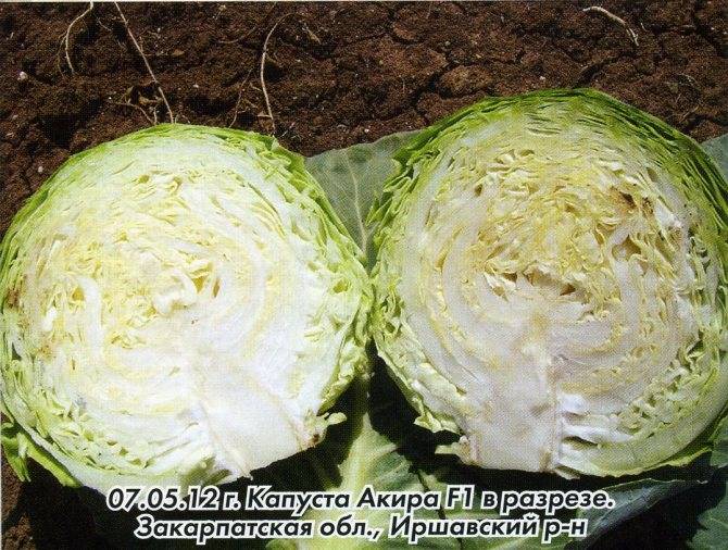 Капуста ринда – высокоурожайный гибрид белокочанной капусты