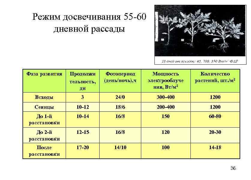 Подмерзла рассада баклажан: что делать, если так произошло, и как закаливать, а также какую низкую температуру выдерживает?